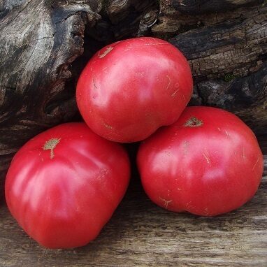 Rozā un aveņu krāsas tomāti